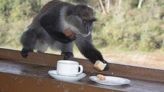 วิดีโอลิง - ลิงตลกขโมยสิ่งของจากการรวบรวมของมนุษย์ 2019