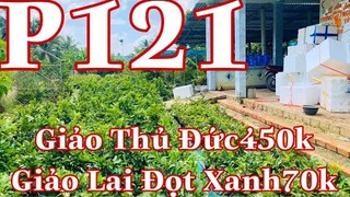 Mai vàng chơi tết p121 | 0352989243 Hậu | Giảo thu đức hàng chơi tết 450k bao ship || mai gióng 70k