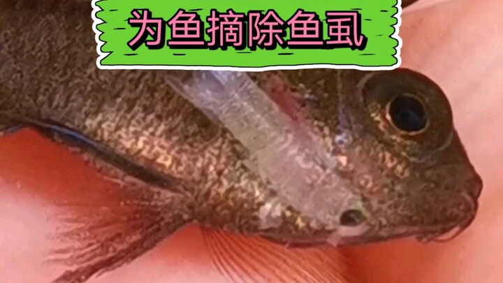 Removing fish lice from fish—phobics, please do not enter.