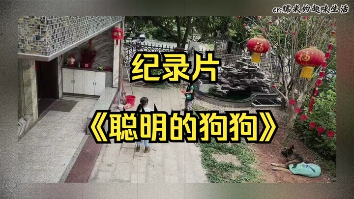 The blockbuster documentary “Smart Dogs” has premiered, and I’m declaring this pup the Best Nanny of