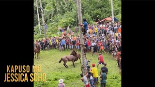 Ipinagbabawal na duwelo ng mga kabayo, ginanap sa isang pista sa Leyte! | Kapuso Mo, Jessica Soho