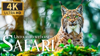 Little Cats, Big Personalities _ Full Wildlife Documentary