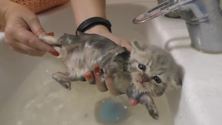 เก็บลูกแมวตัวเล็กๆ ที่ทั้งสกปรกและผอมมาได้ พาไปล้างตัวเป่าขนที่บ้าน น่ารักจนทุกคนใจละลาย!