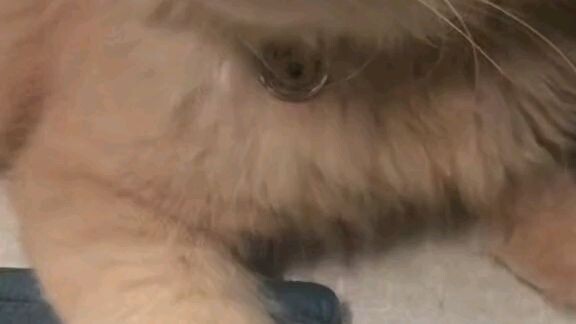 cutie cat