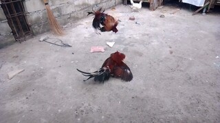papawis muna