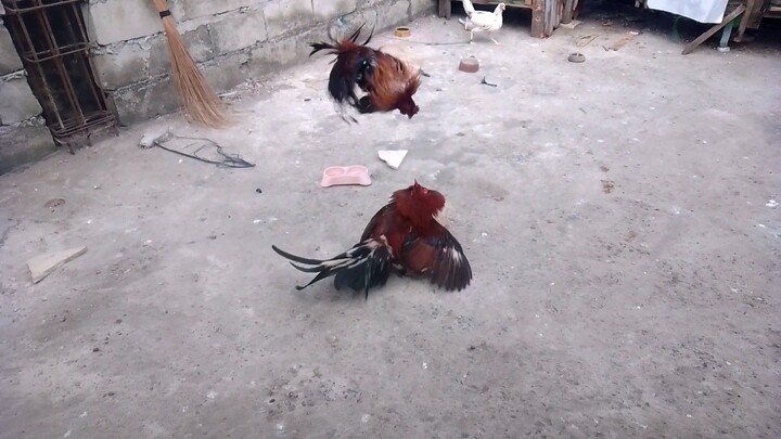 papawis muna