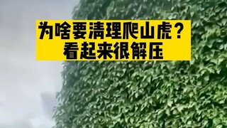 为什么要清理墙上的爬藤植物？