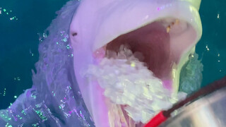 Let's eat ice cubes!