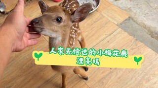 Pada hari kelahirannya, induk rusa kecil ini mengalami kesulitan melahirkan dan akhirnya mati, jadi 