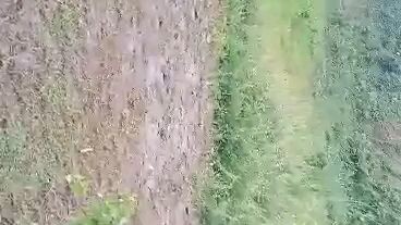 tapbala kalaban puti