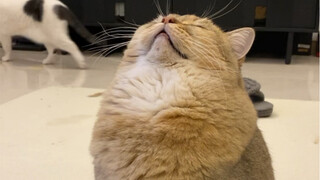 It's me, kitty! I'll sleep however I want!