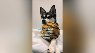 Would you get one? LearnOnTikTok alaskankleekai dogs