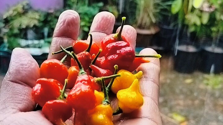বৃষ্টি ভেজা মরিচ।