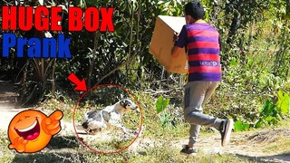 Big Box vs Prank Real Dog Sleeping So Much Funny - Try not to laugh