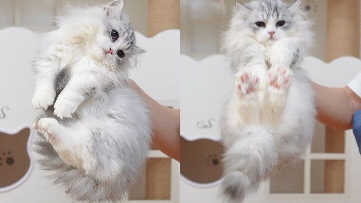 Satu langkah efektif untuk meningkatkan kecerdasan kucing bodoh, terbukti ampuh!