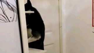 Husky mematikan lampu