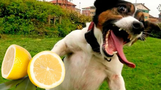 Funny Dogs And Puppies Reacting To Lemons Compilation 🔴 Perros Reaccionando Al Limón Recopilación