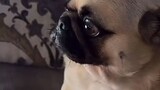 buồn của chó :'(((( nguồn: trên video