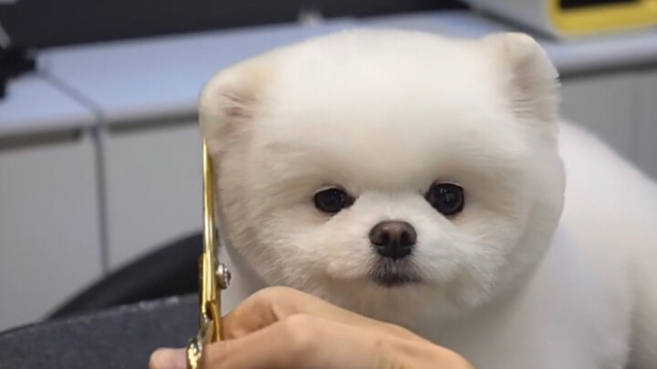 “You love the puppy, and the puppy loves you too”