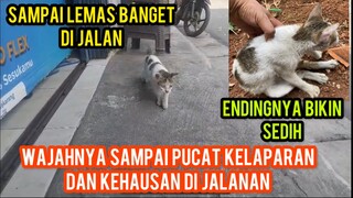 ANAK KUCING SEGINI BISA SETRUK KELAPARAN DAN KEHAUSAN SAMPAI GAK PUNYA TENAGA..!