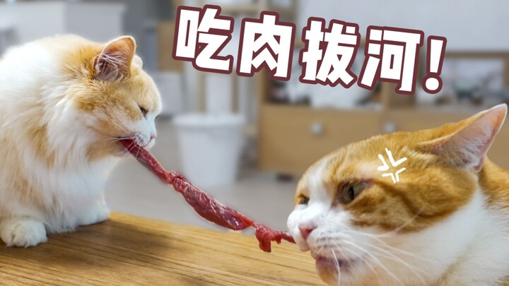 橘猫半年没吃肉，开荤日直接抢到拔河！吸...恐怖如斯！