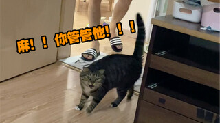 How does a mama's boy cat tattle?