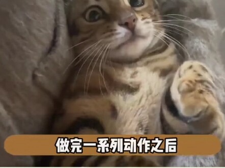 Tuan Kucing Kesepian yang Canggung