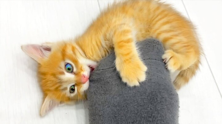 Angry ginger foster kitten attacks his owner's leg and bites his fingers