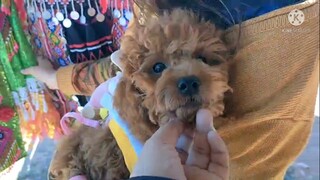 Ai bảo Tây Bắc mới có chợ tình, Tây nguyên em cũng có #chợtình #poodle #yeuchomeo #cuncung