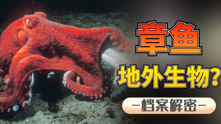 Apakah gurita makhluk asing? Ilmuwan: 3 jantung, 9 otak—gurita tak sesederhana itu!