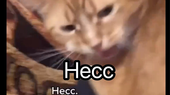 Kut và chiếc ấm đun nước của anh ấy, hahaha hahaha hahaha (mèo con ngơ ngác)