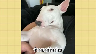 เพื่อนตัวน้อยแสนซน : ว่านอนกินง่าย