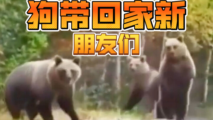 Dog Brings Home New Friends