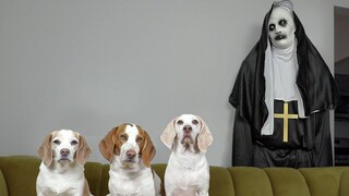 Dogs vs Demon Nun จาก The Conjuring Prank สุนัขตลก Maymo Penny & Potpie เป็นเพื่อนกับ The Nun