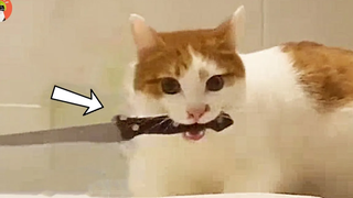 วิดีโอแมวที่สนุกที่สุดที่ฉันพบใน  4 Purr-fect