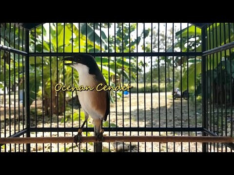 Sangat Terbukti EFEKTIF Bikin Cendet manapun ikutan Bunyi Gacor Ngeplong Panjang COBALAH!!!