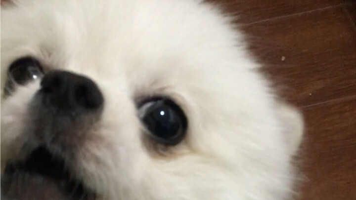 The reaction of my dog when it hears me sing its favorite song!