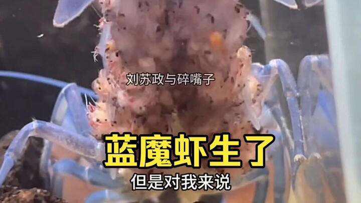 Blue Demon shrimp really did give birth to Red Demon shrimp offspring.