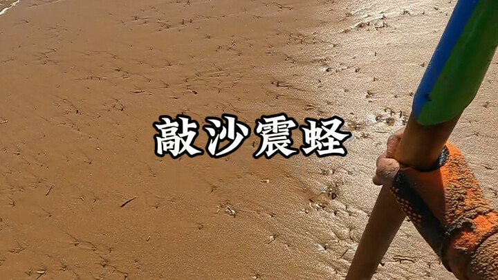Mengetuk pantai untuk mengguncang lubang kerang raja dan menangkap kerang raja secara membabi buta