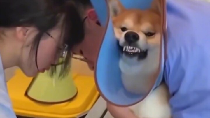 الحيوانات الصغيرة تخاف من الحقن أكثر من الأطفال الصغار، ما قدرت أكبح ضحكي وشوفتوا شو صار!