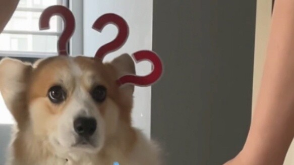 สำหรับลูกสุนัขที่ยังไม่ตื่น การสวมหน้าอกและหลังจะขึ้นอยู่กับความทรงจำของกล้ามเนื้อเท่านั้น