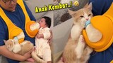LUCU BANGET..! Si Bapak Menyusui Kucing & Anaknya Layaknya Anak Kembar ~ Video Kucing Lucu Terbaru