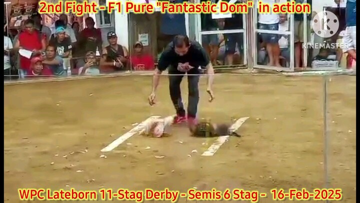Pure "Fantastic Dom" - 2nd Fight - Winner - 2025 WPC 12-Stag Derby Lateborn Edition - Semis
