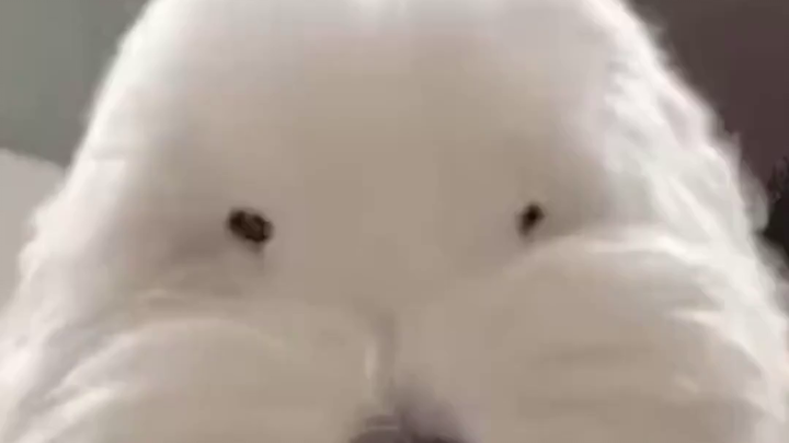 The lion stares in terror at the felled baby giraffe.