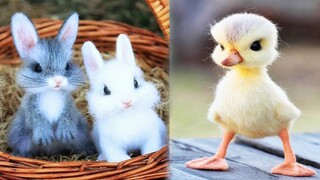 AWW SO CUTE! Cutest baby animals Videos Compilation Cute moment of the Animals - Cutest Animals #4