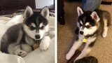8+ Minutes of Cute & Funny Husky Puppies that Will Make Your Day Full of Happiness 😍💕| Cute Puppies