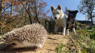 黑白二狗遇上宠物刺猬，小黑：你去咬它