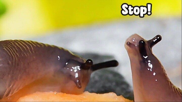 How about a little more silly slug fight?