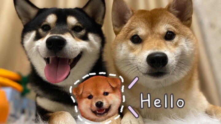 Bagaimana reaksi si anjing saat pulang dari liburan bahagia dan mendapati ada seekor Shiba Inu ketig