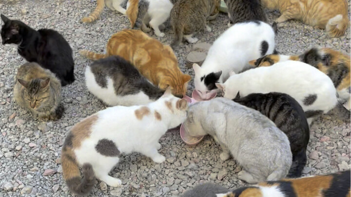 A feast for the manor cats—experiencing the joy of being a cafeteria lady